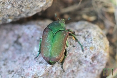 Cotinis laticornis