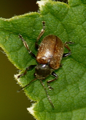 Bromius obscurus