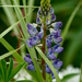 Arctic Lupine - Photo (c) psweet, some rights reserved (CC BY-SA)