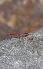 Rainbowia imperator