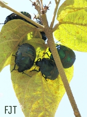 Pachycoris torridus