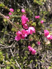 Boronia serrulata