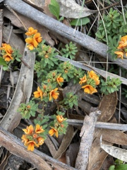Pultenaea subspicata