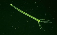 Hydra viridissima