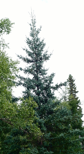 White spruce (Picea glauca)