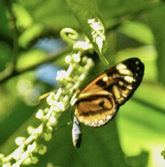 Ithomia iphianassa iphianassa