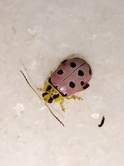 Alagoasa nigromaculata