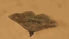 Lepidoptera
