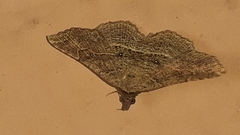 Lepidoptera