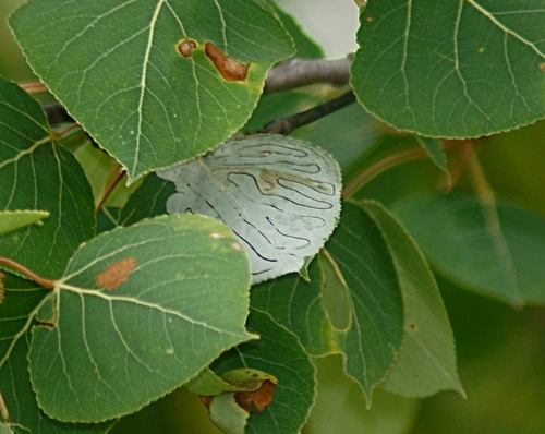 Aspen Serpentine Leafminer Moth photo 6