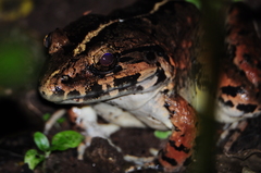 Limnonectes macrodon