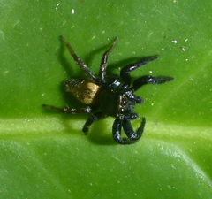 Salticidae