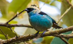 Tangara labradorides