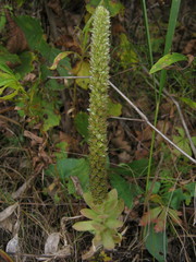 Orostachys malacophylla