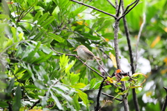 Orthotomus sepium