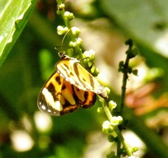 Ithomia iphianassa iphianassa
