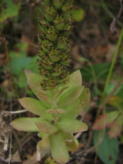 Orostachys malacophylla