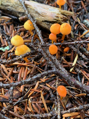 Mycena strobilinoidea