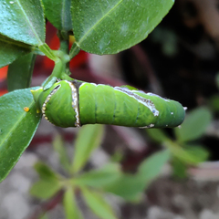 Papilio demoleus