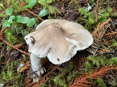 Tricholoma subacutum