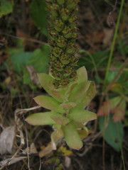 Orostachys malacophylla