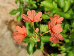 Crossandra