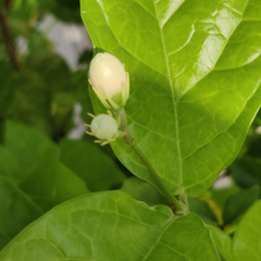 Jasminum sambac