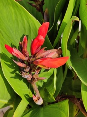 Canna × generalis