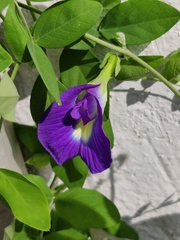 Clitoria ternatea