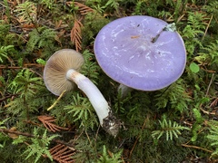 Cortinarius subfoetidus