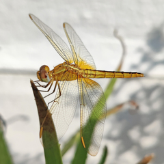 Crocothemis servilia