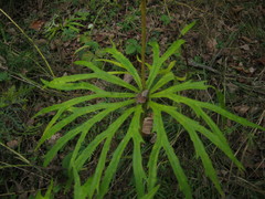 Syneilesis aconitifolia