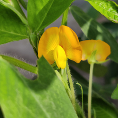Arachis hypogaea
