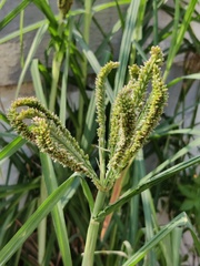 Eleusine coracana