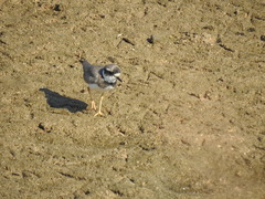 Charadrius placidus