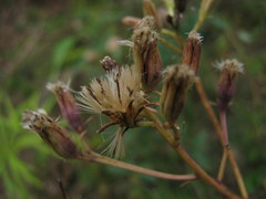 Syneilesis aconitifolia