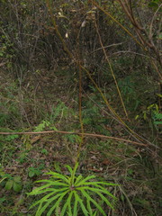 Syneilesis aconitifolia
