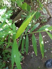 Zingiber officinale