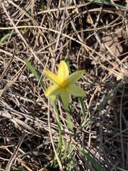 Hypoxis filiformis