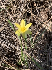 Hypoxis filiformis