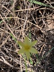 Hypoxis filiformis