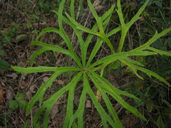 Syneilesis aconitifolia