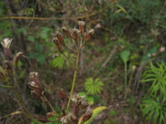 Syneilesis aconitifolia