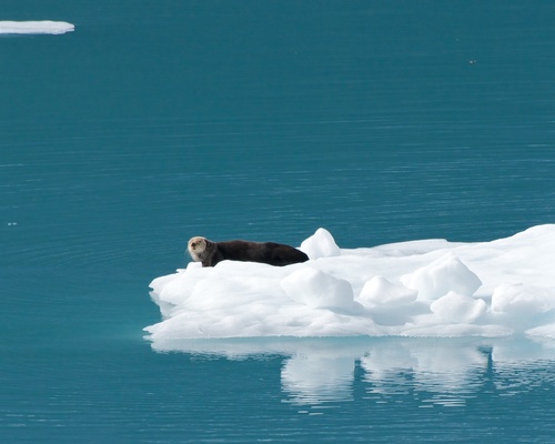 Northern Sea Otter photographed in Alaska