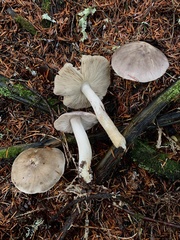 Tricholoma subacutum