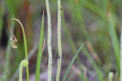 Drosera tracyi