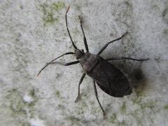 Hygia lativentris