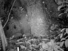 Crossarchus platycephalus