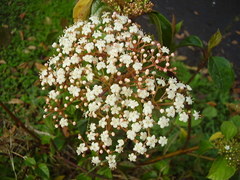 Viburnum japonicum
