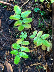 Sorbus sitchensis sitchensis